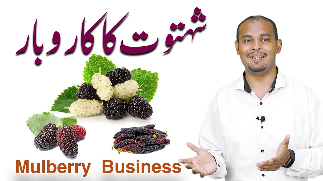 Thumbnail for Mulberry Business | شہتوت کا کاروبار | Morus alba | Shahtoot ka Karobaar | shahrukh karobarwala