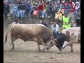 KİBARA- ALACA yıllarca yenilmeyen alacanın ilk yenilgilerinden / borba bikova / korida bullfighting