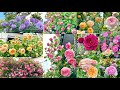 《40品種一舉介紹》選種什麼好?小庭院種上百款玫瑰!公開我花園裡的一些優缺品種!Which one is suitable for your planting?