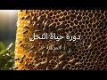 دورة حياة النحل المذهلة 