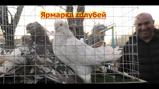 Ярмарка голубей в Кропоткин! 31.03.24г