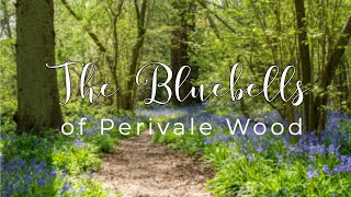 Bluebell Photography in an Ancient Woodland