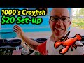 How to hatch THOUSANDS of Crayfish Babies in a $20 setup!