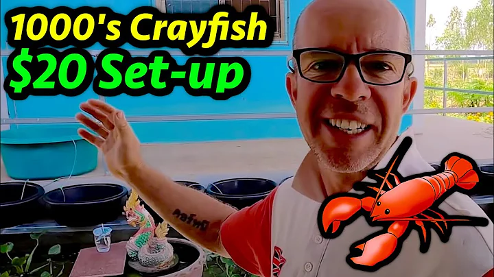 How to hatch THOUSANDS of Crayfish Babies in a $20 setup! - DayDayNews