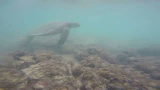 Waikolia Beach Sea Turtle