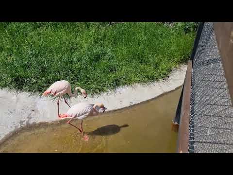 Greater flamingos