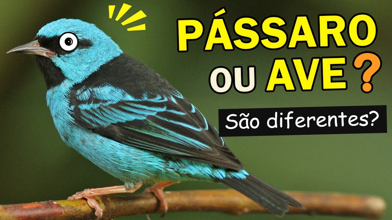 Qual a diferença entre AVE e PÁSSARO? | ORNITÓLOGO RESPONDE #9 - YouTube