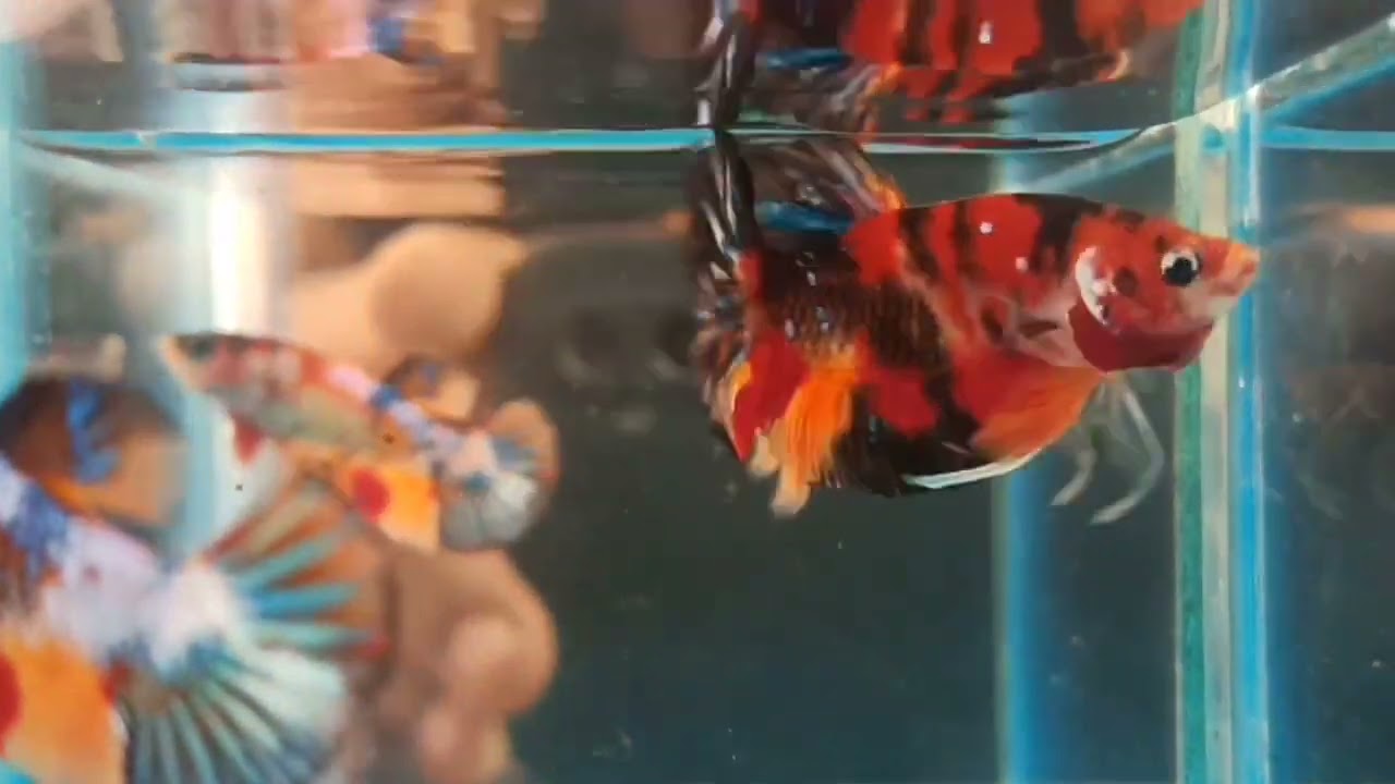 Nemo candy betta low price ஶ்ரீ ராஜேஸ்வரி வண்ண மீனகம்.