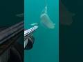 Shark vs Armed Diver… Predator Strikes First! 🦈🔫상어 vs 무장 잠수부… 포식자가 먼저 공격! 🦈🔫サメ 対 武装ダイバー…捕食者が先制!🦈🔫!!!