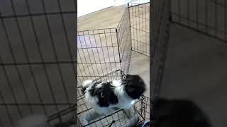 Smart Dog Escapes Cage Brilliantly