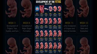 Fetal Development Week by Week | Baby Growth in the Womb (1–38 Weeks) 😱🤰 3D Pregnancy Timeline #baby