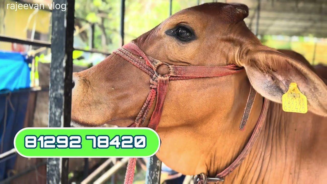 കേരളത്തിൽ സഹിവാൾ പശുക്കളുടെ ശേഖരം cow farming malayalam 