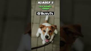 Top 10 Fastest Dog Breeds in the World