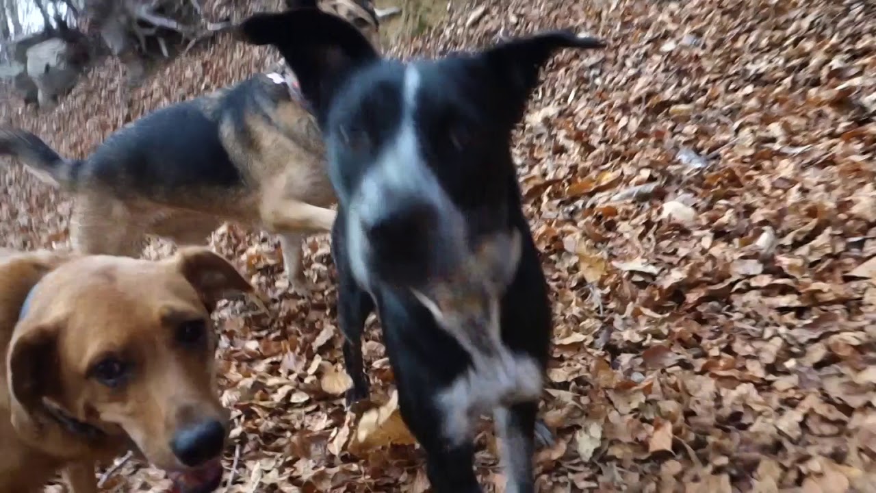 Excursió al Pantà de Santa Fè, el Montseny 2016