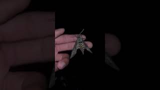 The Sphinx moth preparing for flight moths butterflies viral shortsfeed viralshorts