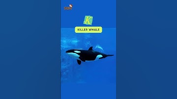 Thumbnail of ABC Whales and Dolphin Song | Letter I to N | #shorts #kids #animals