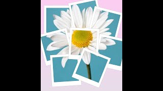 Polaroid Project -  Online