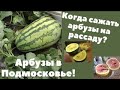 АРБУЗЫ В ПОДМОСКОВЬЕ! Когда сажать? Ответы на частые вопросы.