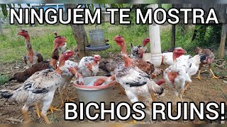 Polaco Gigante - Ninguém Te Mostra, Mas Todo Criatório Tem Bicho Ruim