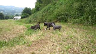 American Bully 100% Mamba, Sugar Y Bimba