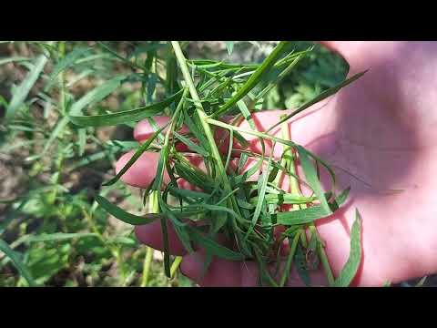 How To Prune French Tarragon