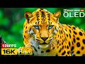 Premium+ 16K HDR Dolby Vision | OLED Nature Test 120fps (4K/8K Video TV)
