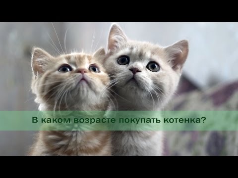 В каком возрасте покупать котенка?