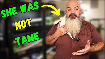 Hoe een volwassen slang te temmen