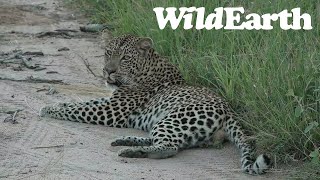 WildEarth - Sunset Safari -7 March 2023