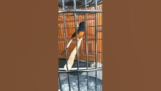 MURAI BATU HUTAN ACEH USIA 10 TAHUN