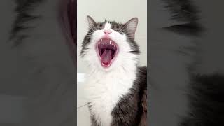 Celebrity CAT prank on GIRLFRIEND 😂  #cats #cat #funny Wealth