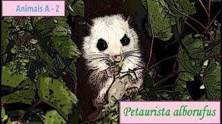 The red and white giant flying squirrel (Petaurista alborufus)