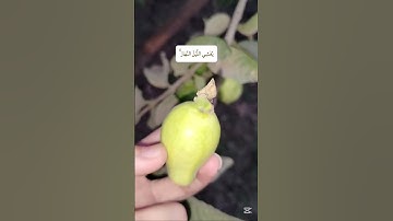 سورة (الرعد) الآية (٣) بصوت القارئ/ محمد صديق المنشاوى