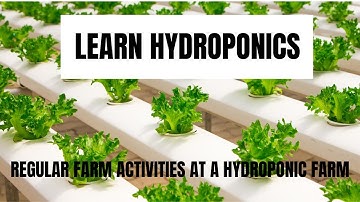 Regular Activities at a Hydroponic Farm || Learn Hydroponics || Full Guide to Learn Hydroponics