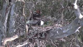 Wedge - Tailed Eagles and their nest - 24th Sept 2026