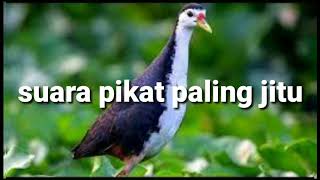 suara pikat ruak ruak paling jitu