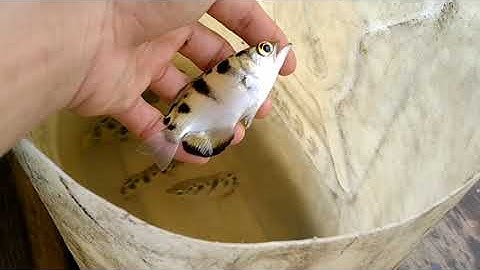 tiếp tục ra sau nhà sông cần giuộc,  rê cá măng rổ tiếp nha mọi người , cá nhiều quá rồi / nhàn TV