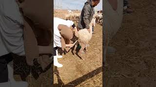 Synchronisation Des Chaleurs Chez Les Brebis Part 1