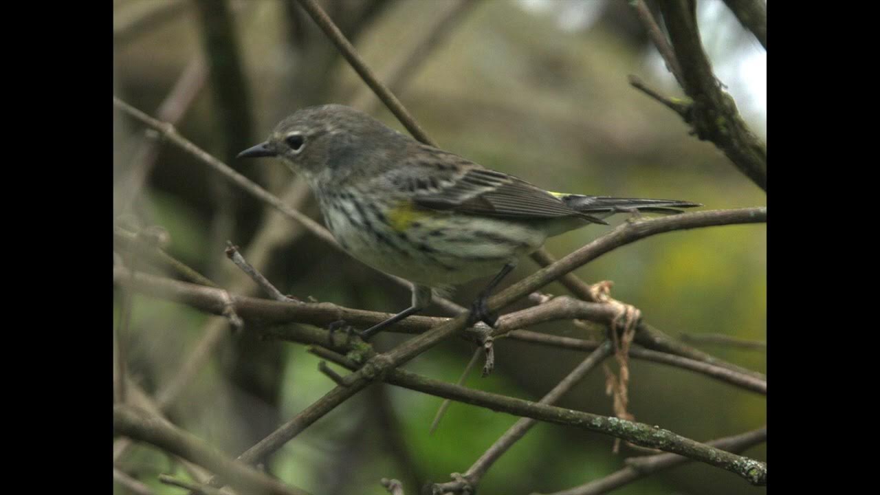 Biggest Week in American Birding, 2024 week 1 May 4&5, 2024.Magee Biggest Week in American Birding, 2024 week 1 May 4&5, 2024.Magee