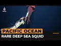 Rare deep-sea squid filmed by scientists | AJ #shorts