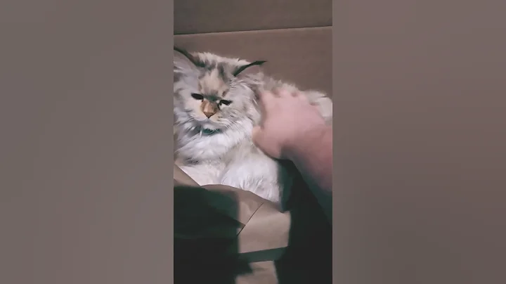 Video 7444541: russian siberian cat