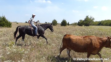 Athena Black Cat - walking around pasture cattle! - ValleyViewRanch.net