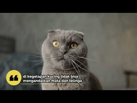 Video: 23 Fakta Menarik Mengenai Kucing Anda