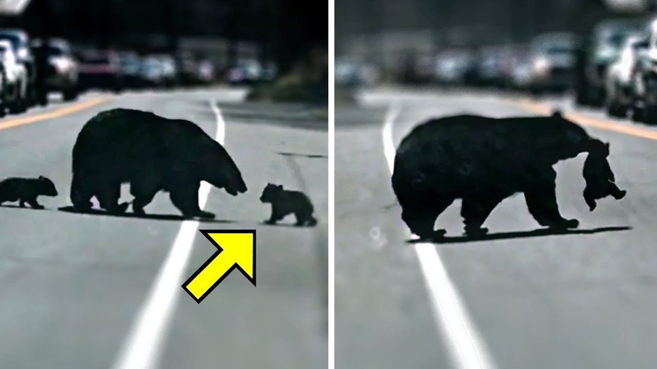 cop-helps-bear-and-her-cubs-cross-the-road-but-then-something