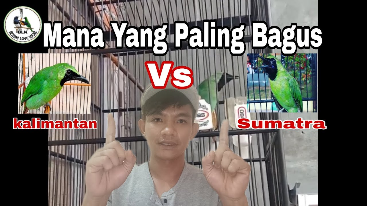 Mana yang paling bagus !!! cucak ijo kalimantan Atau cucak ijo sumatra