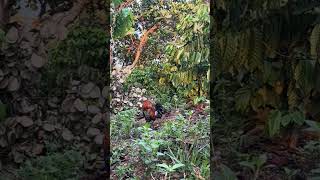 Wild chicken trap