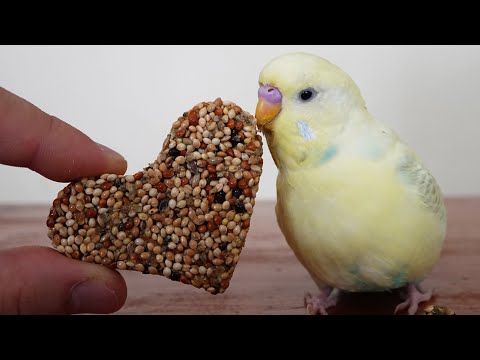 Meyveli Kraker Yapımı Muhabbet Kuşu Papağanlar İçin