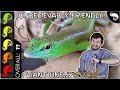 Emerald (Green) Tree Skink, The Best Pet Lizard?