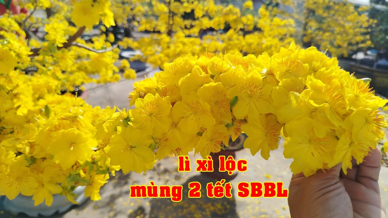 Siêu Bông Bình Lợi Rực Rở Cả Vườn Anh Tỉ 0938562666   | Tứ Qúy Miệt Vườn
