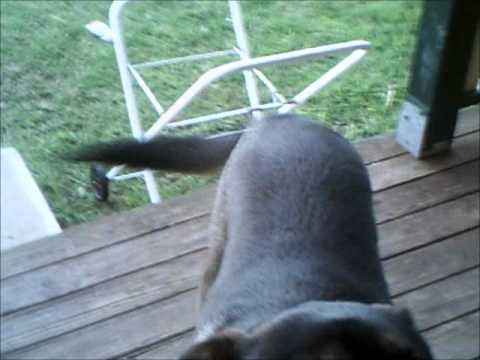 how to your to stand on hind legs how to teach your to stand on its back legs how to your to stand on hind legs how to teach your to stand on its back legs